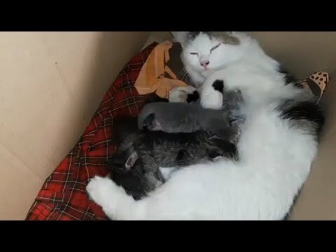 Anak Kucing Persia Jenis flatnose dan himalaya