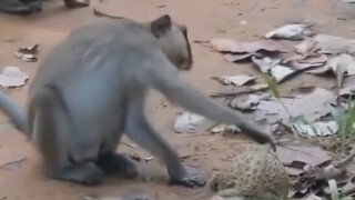 หมัดลิงปะทะพลังคางคก!