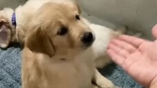 Best Compilation of Funny PETS Most Viral ANIMAL Videos Ever