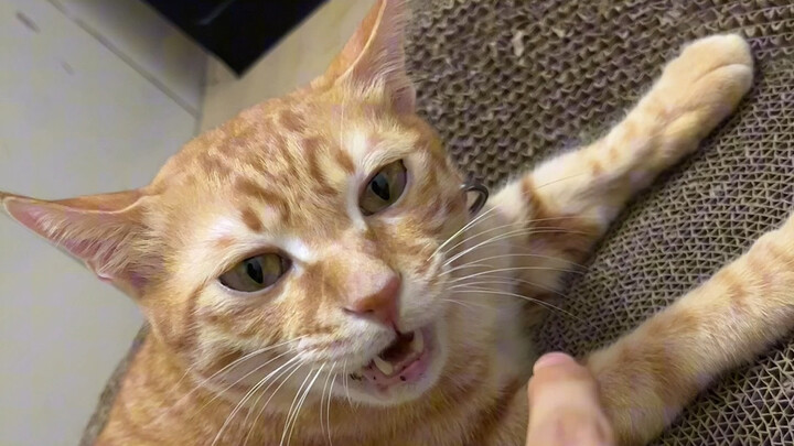 Con mèo nhà tôi hình như không giỏi toán lắm.