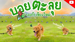 🐶 เกือบไม่รอด พาบอยตะลุยอ่างแก้ว เชียงใหม่ วันวุ่นวายที่แสนสนุกของบอย || Goodboy X Lifemate