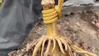 大名鼎鼎的拔桩结!! #绳结之王 #绳结 #实用绳结 #绳结技巧 #绳结教程