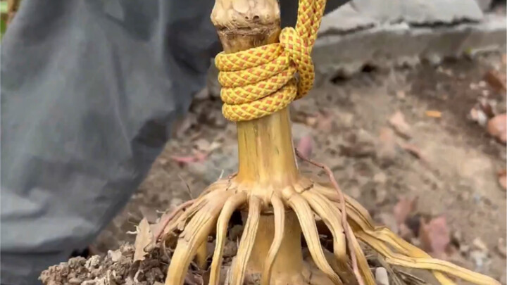 大名鼎鼎的拔桩结!! #绳结之王 #绳结 #实用绳结 #绳结技巧 #绳结教程