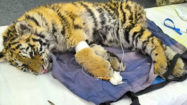 Hổ con hơn 4 tháng tuổi vào làng trộm cừu ăn