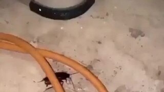 蟑螂：？？？？