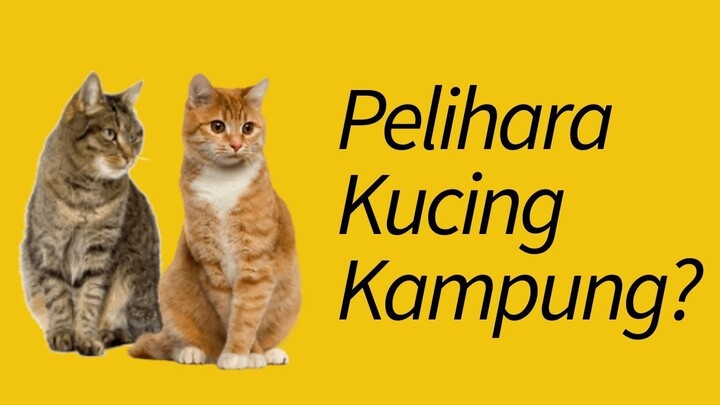 5 Alasan Mengadopsi dan Memelihara Kucing Kampung—PERTIMBANGKAN!