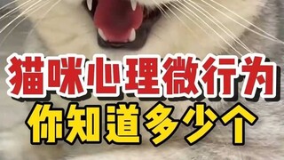猫咪心理学上的微行为