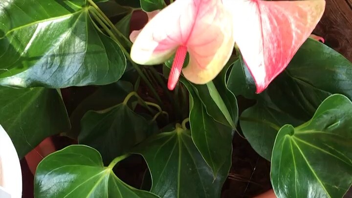 หน้าวัว