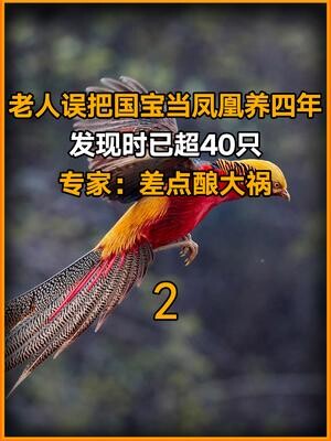 Ông lão nhầm quốc bảo là chim phượng hoàng, nuôi suốt 4 năm; đến khi phát hiện thì đã có hơn 40 con.