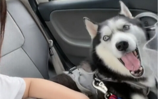 Không ngờ video lại lên hot. Đâu đâu cũng đăng chó nhà tôi. Sói thật sự đã xuất hiện!