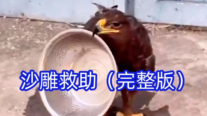 الولادة الجديدة: الدجاجة الأرضية تتحول إلى نسر شرس