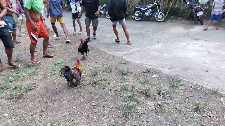 tari2x..
