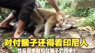 Orang Indonesia berani melakukan ini pada monyet, sungguh mengguncang pandangan hidupku