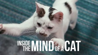 INSIDE THE MIND OF A CAT