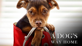 A.Dog's.Way.Home.2019.1080p.BluRay