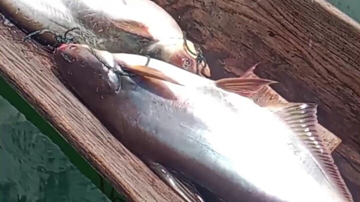 fishing lake maninjau