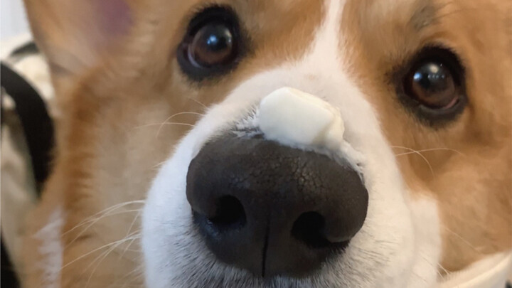 好笨哦，怎么会有小狗舔不到鼻子上的酸奶啊？！
