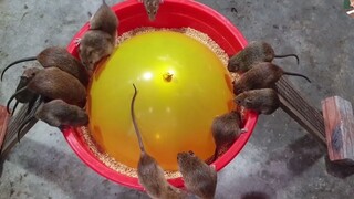 A mousetrap made with balloons and plastic buckets. It feels so good when the balloon explodes!