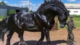 The most powerful horse breed in the world