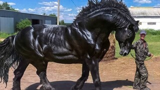 The most powerful horse breed in the world