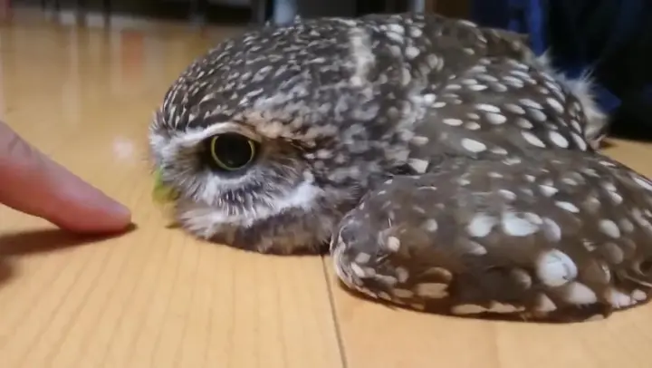 Playing with an owl