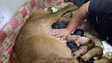 【Animal Circle】Golden Retrieve in labor for 14 hours.