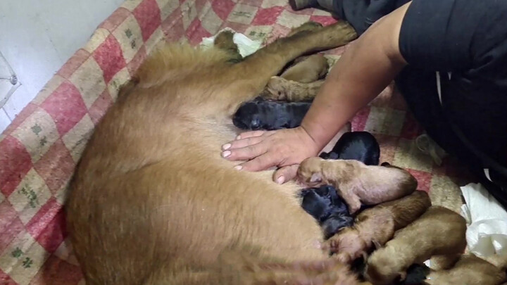 [Satwa] [Dog Person] Golden Retriever melahirkan 14 anak