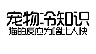 猫和老鼠里隐藏的小知识