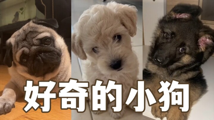 เปิดวิดีโอนี้ให้เจ้าตูบฟัง แล้วดูสิว่ามันจะแสดงปฏิกิริยาอย่างไร