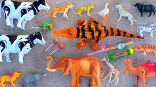 儿童趣味玩具发现一堆糖果鱼鹰熊动物玩具