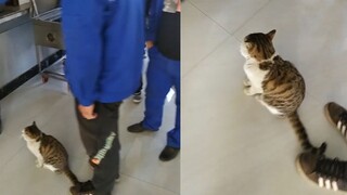 Kucing-kucing sedang antre untuk makan di kafetaria. Netizen bertanya: Kenapa kamu tidak memberi mer
