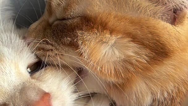 cat 🐈