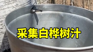 白桦树汁为什么卖的贵？