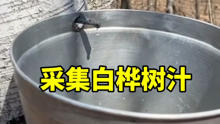 ทำไมน้ำยางต้นเบิร์ชจึงมีราคาแพง?