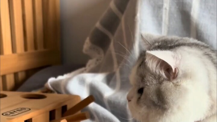 Such a clumsy cat parent is really embarrassing for the cat!