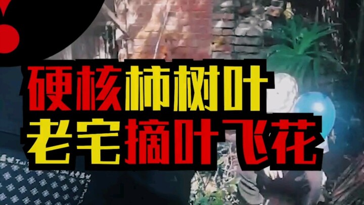 柿树叶有多硬核，老宅摘叶飞花！