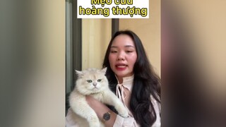 Mèo khó thở phải làm ntn mèo cat