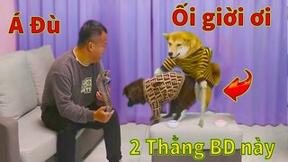 Thú Cưng TV | Ken Trẻ Trâu Bướng Bỉnh #16 | chó Shiba thông minh vui nhộn  Pets funny cute smart dog