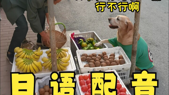 Xiu Gou Xiu Mi buys oranges, but in Japanese