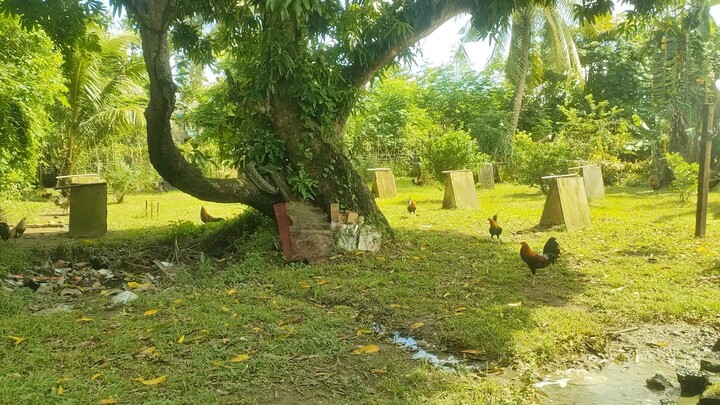 beautiful backyard♥️🐔🔥💯