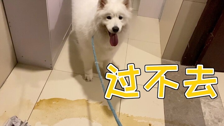 Permen empuk Samoyed jalan-jalan, saat kembali ke pintu rumah malah terhalang genangan air kotor—kas