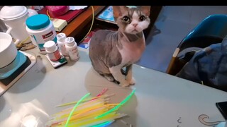 ด้วยวิธีการดีๆ นี้ การหาแมวดำตอนกลางคืนจะไม่ใช่ปัญหาอีกต่อไป!