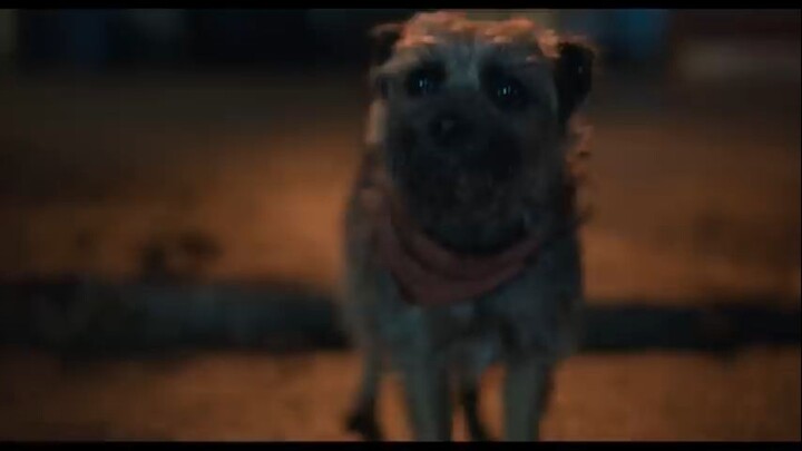 Strays  watch Full Movie:Link in Description