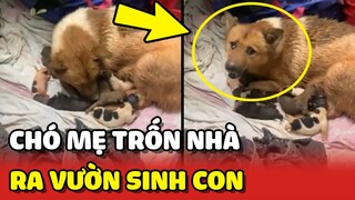 Chó mẹ TRỐN GIA ĐÌNH ra sau vườn sinh ra những đứa con KHÁU KHỈNH 🥰 | Yêu Lu