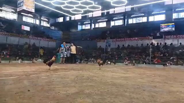 16 months old Gilmore Sweater 🏆🏆🏆 Roligon Cockpit