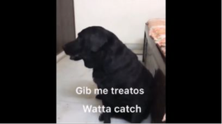 Funniest Animals 6