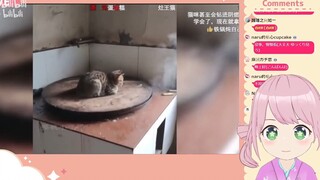 日本妖精看《 这猫咪取暖就很离谱！》