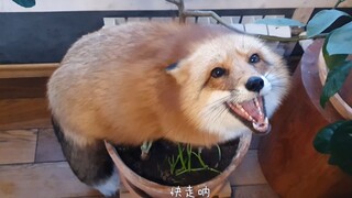 Spring Flowers Ruined by a Fox