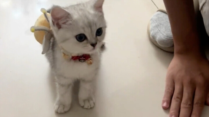 The Clever Little Cat from the People’s Education Edition