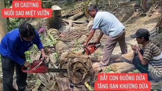 Cưa nguyên cây dừa để bắt con Đuông Dừa và cái kết…